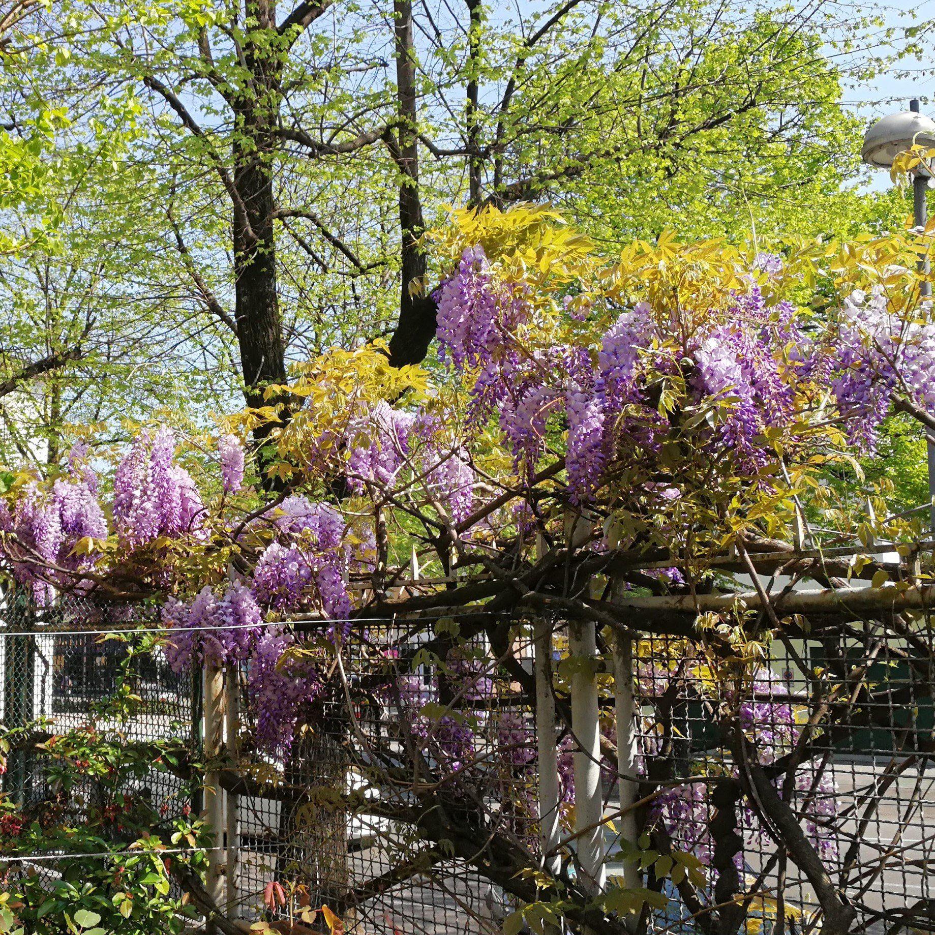 Wisteria 'Amethyst Falls' Potted Wisteria Plant