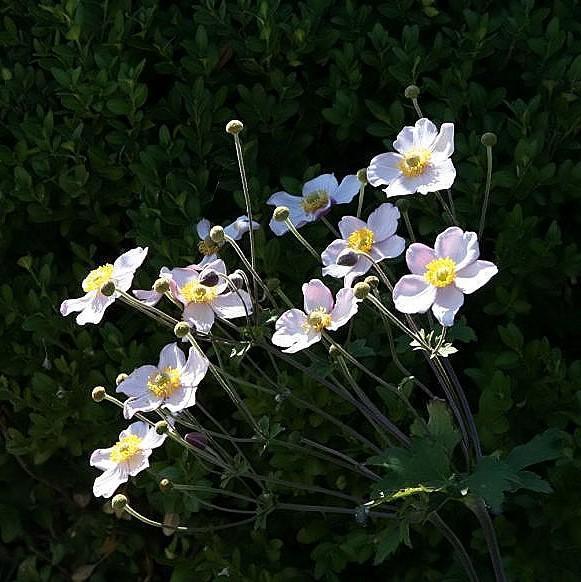 Anemone 'September Charm' Potted Anemone Plant
