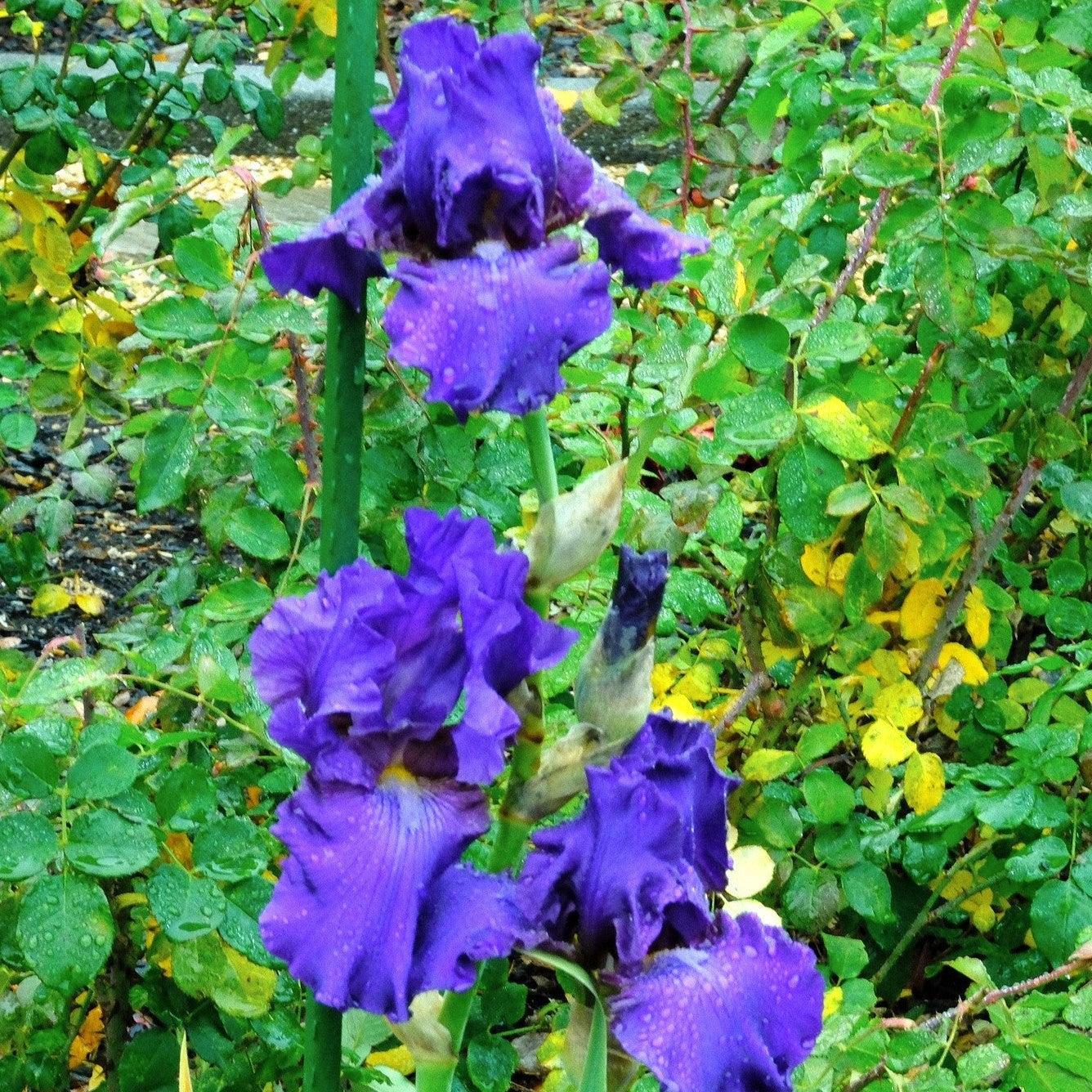 iris potted plant Iris His Royal Highness Bearded Potted Iris Plant