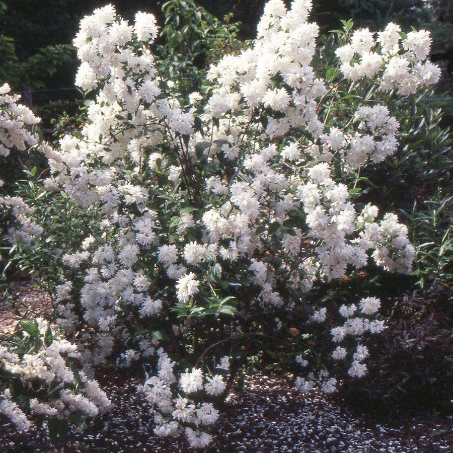 Mock Orange 'Buckleys Quill' Potted Mockorange Bush