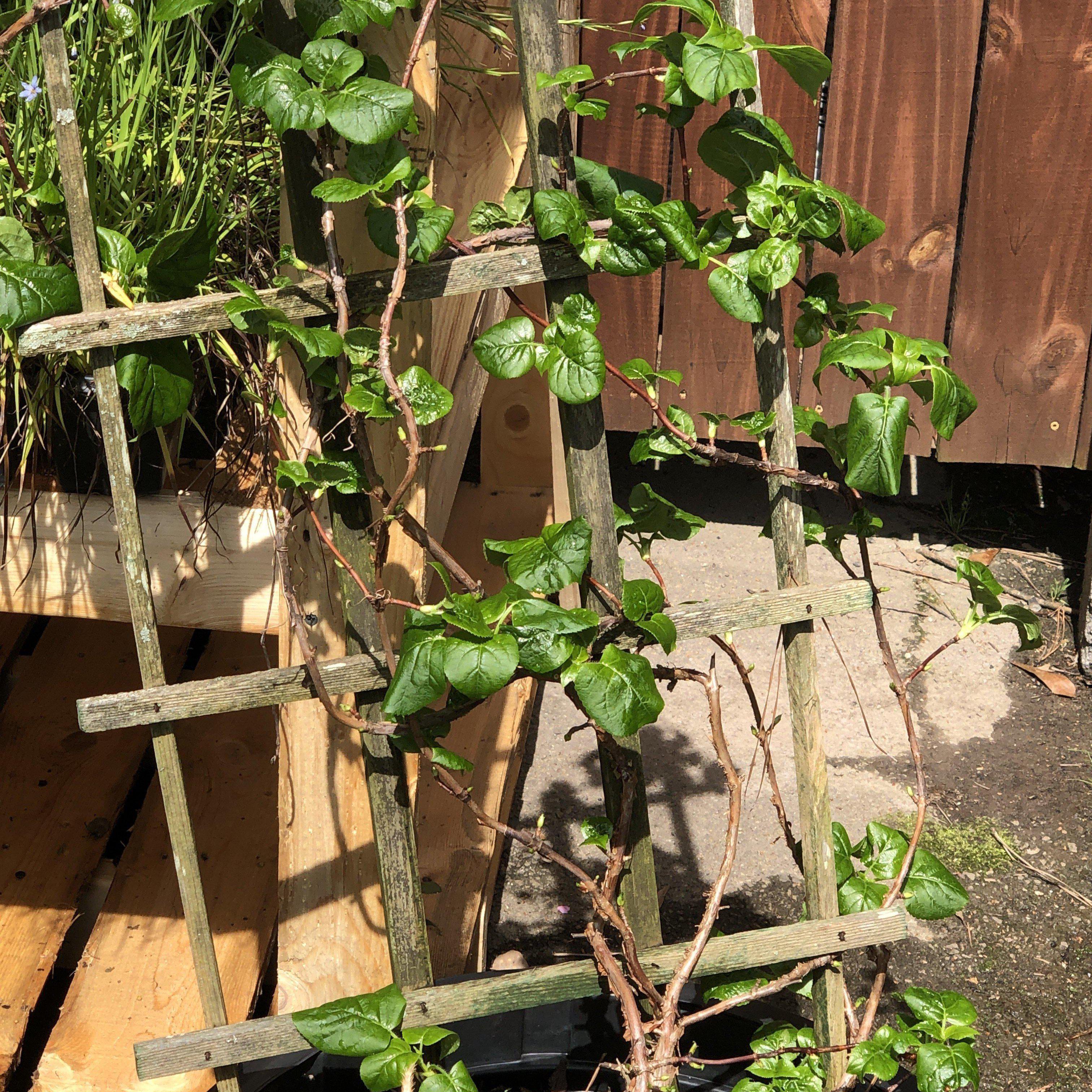 Hydrangea Climbing Potted Climbing Hydrangea