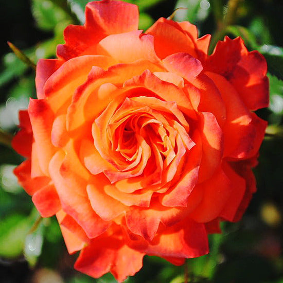 Sunblaze® Mandarin Potted Rose Bush