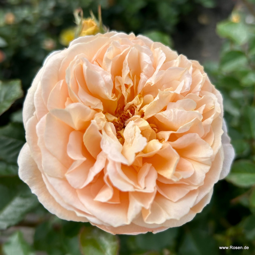 Wilhelmina-Grace™ Bare Root Rose Bush