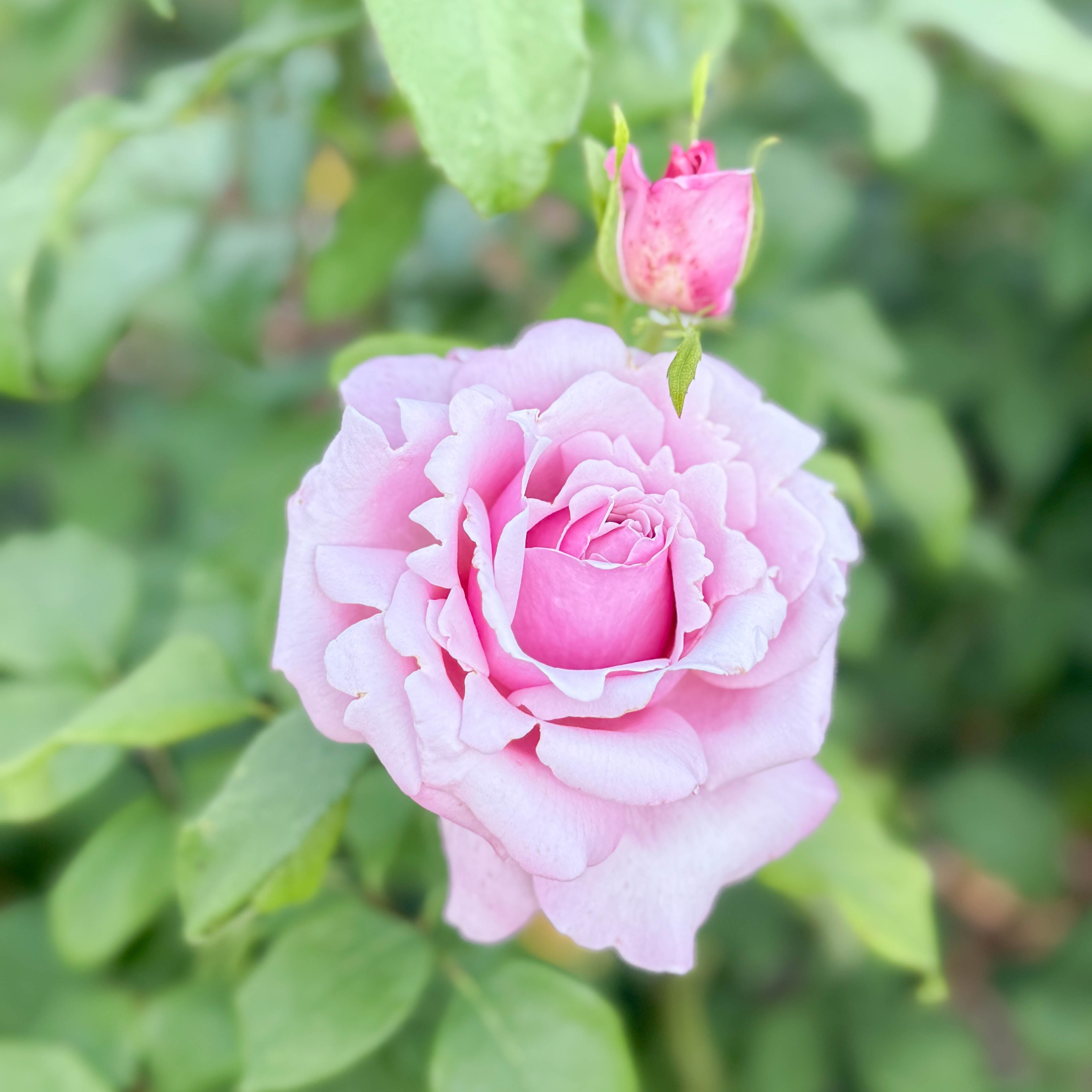 Memorial Day® Bare Root Rose Bush