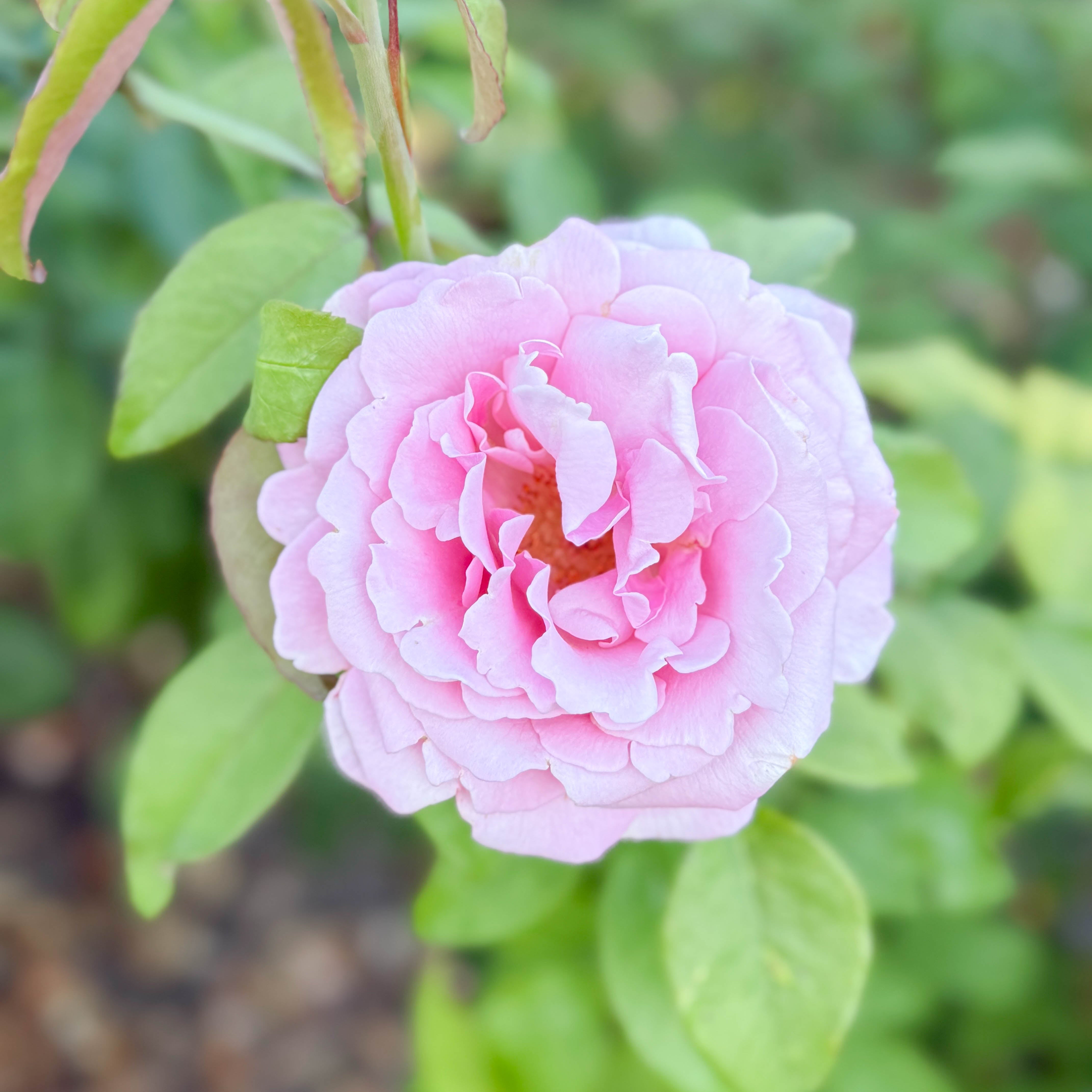 Memorial Day™ Potted Rose Bush