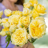 Michelangelo™ Bare Root Rose Bush