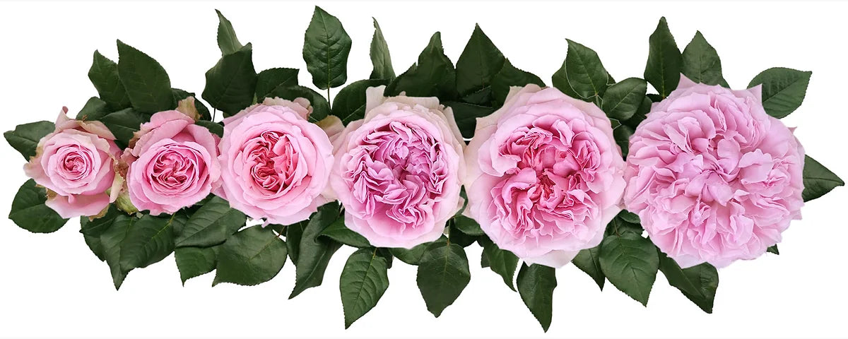 David Austin® Miranda™ Bouquet