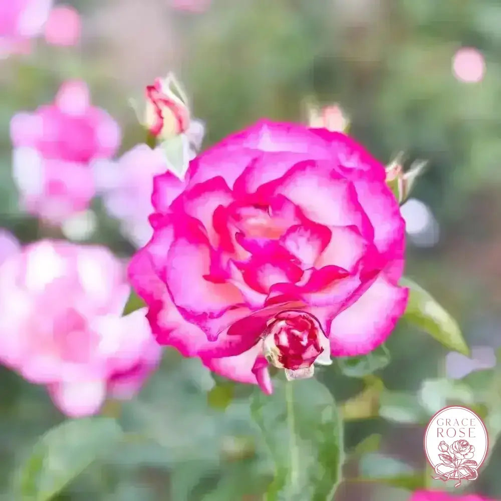 Miss Congeniality™ Potted Rose Bush