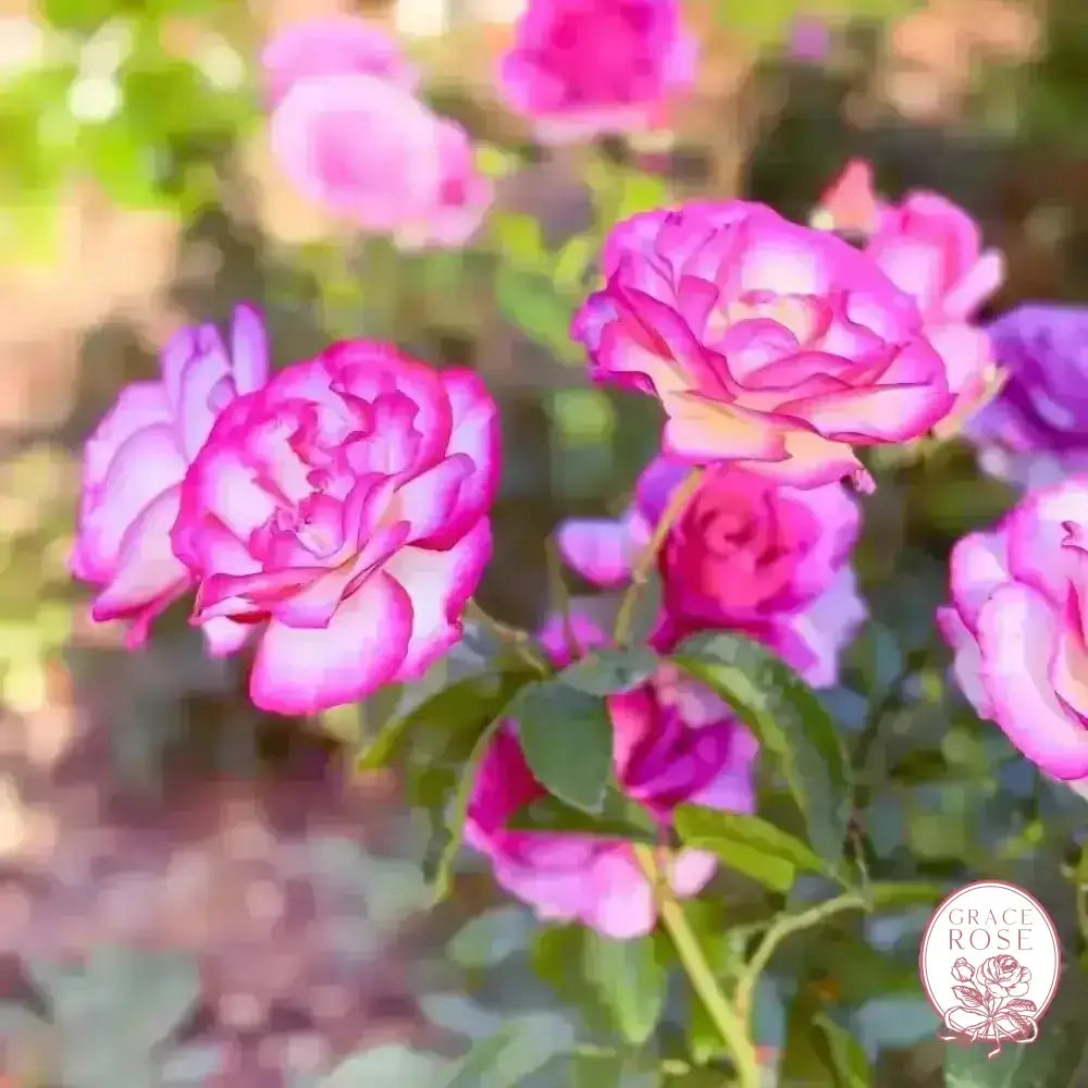 Miss Congeniality Rose | Bicolor Potted Rose Bush