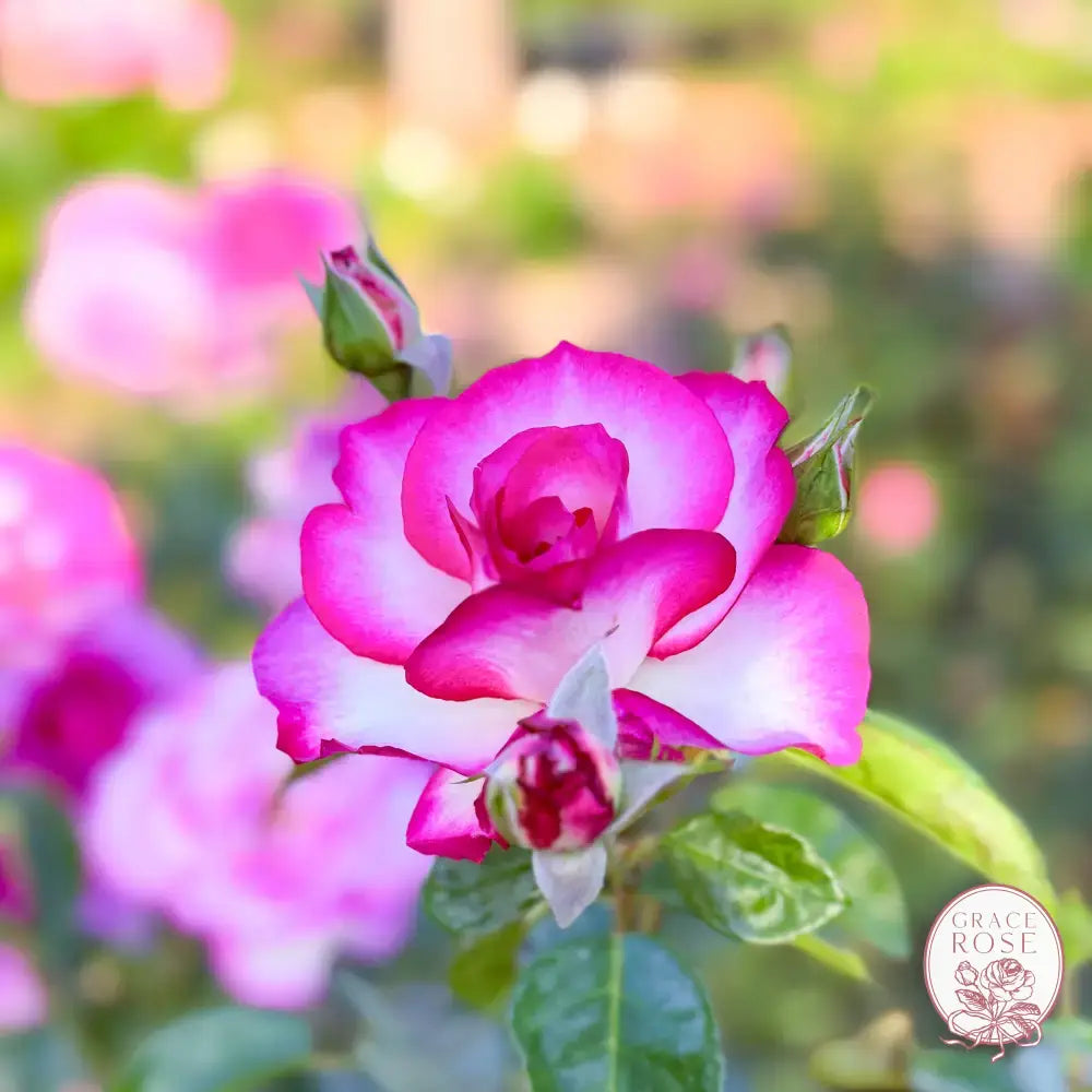 Miss Congeniality™ Potted Rose Bush