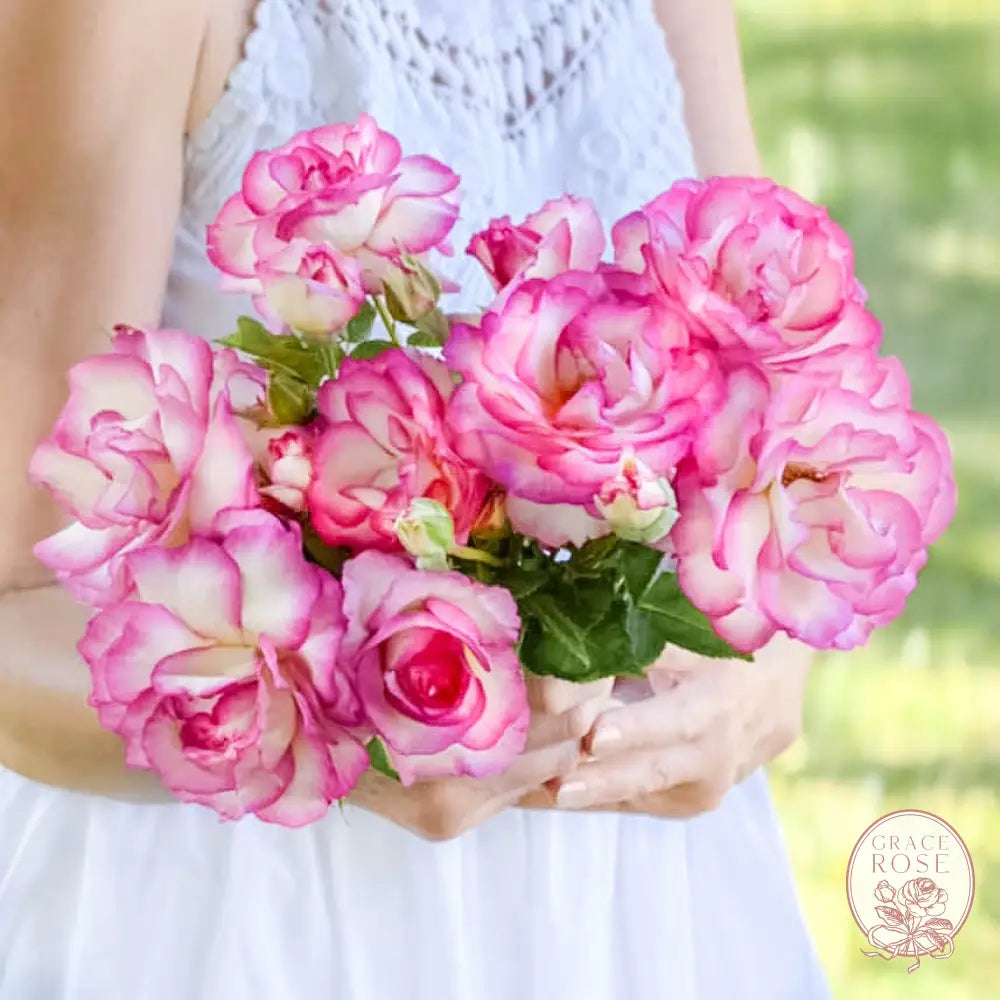 Miss Congeniality™ Potted Rose Bush