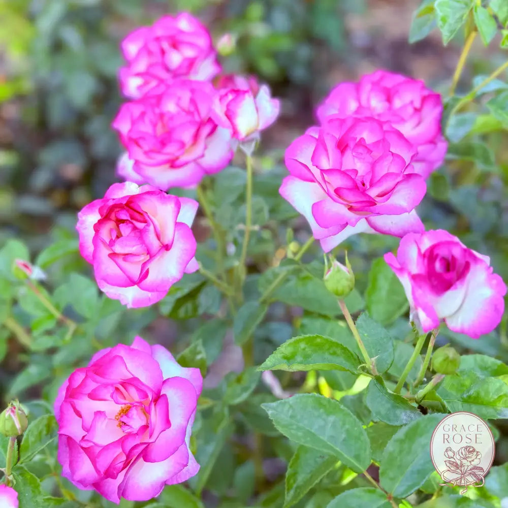 Miss Congeniality™ Potted Rose Bush