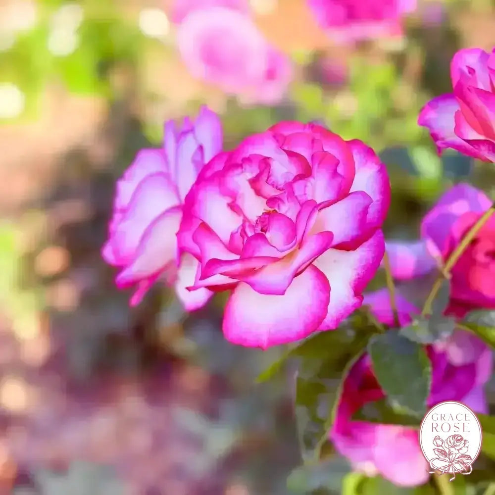 Miss Congeniality™ Potted Rose Bush