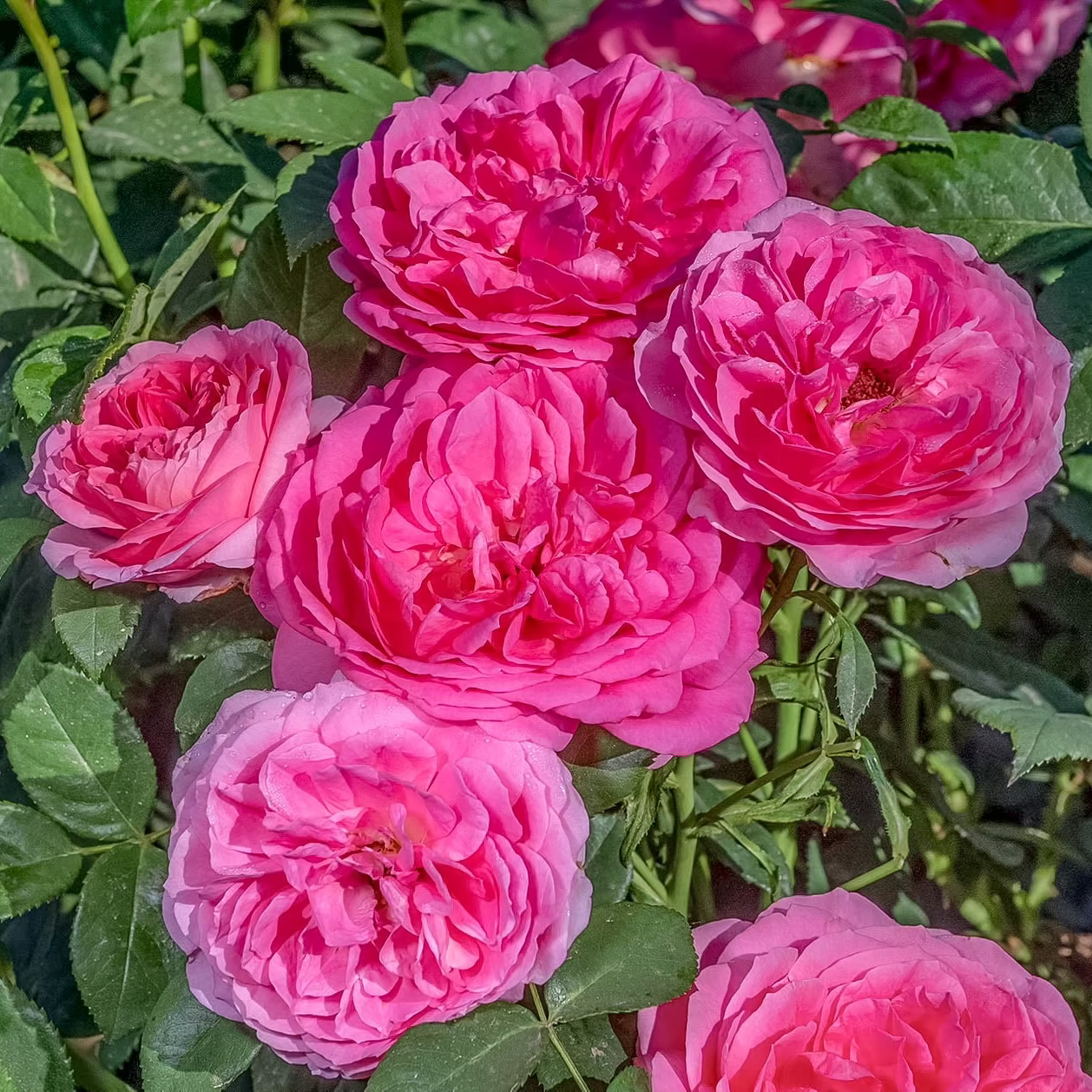 Miss Manners™ Potted Tree Rose