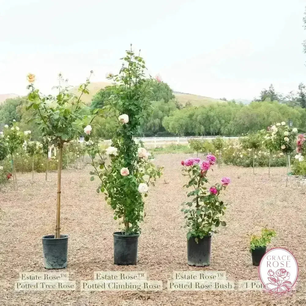 Mister Lincoln Bare Root Tree Rose