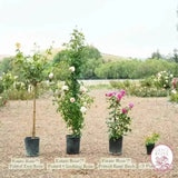 Mister Lincoln Bare Root Tree Rose