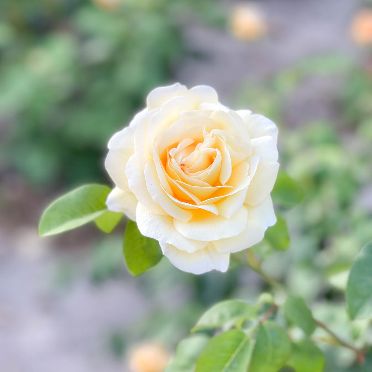Romantica® Moonlight™ Bare Root Rose Bush