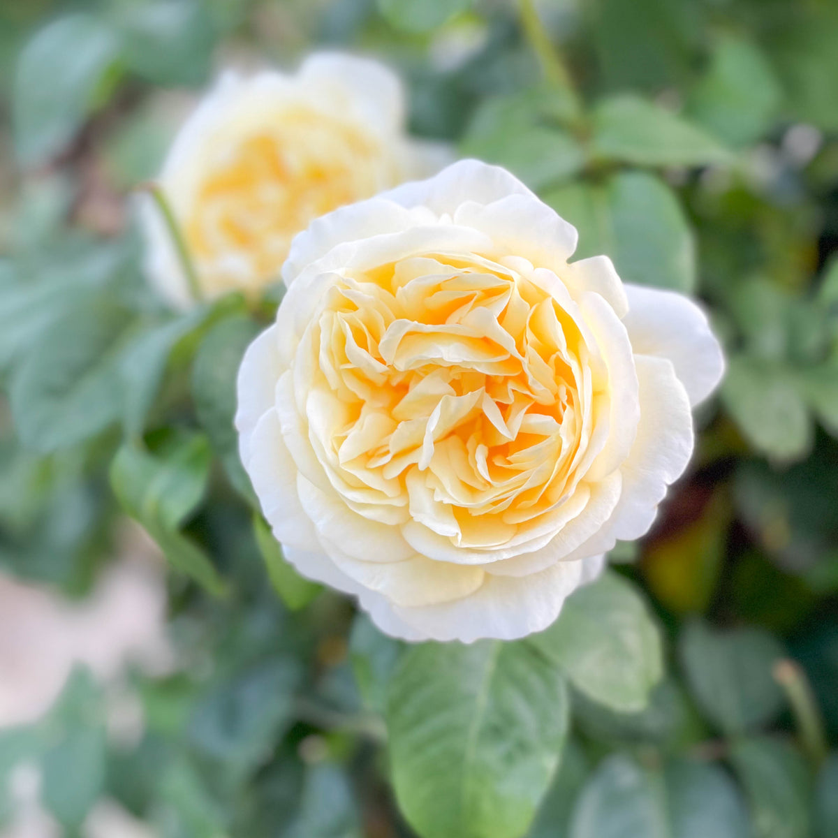 Romantica® Moonlight™ Bare Root Rose Bush