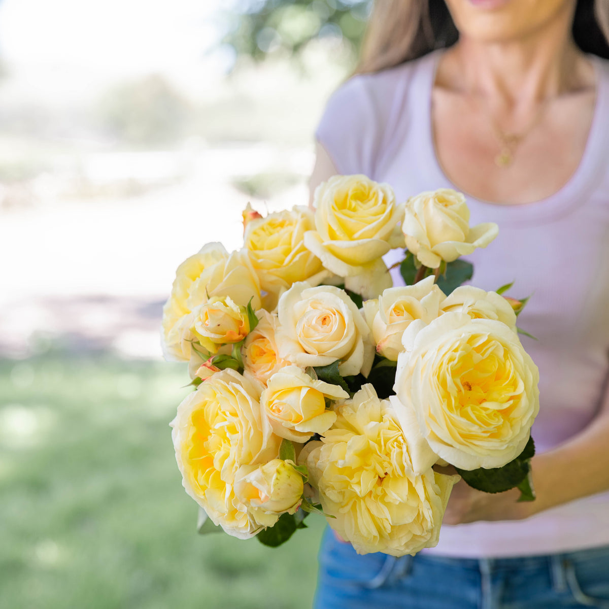 Romantica® Moonlight™ Bare Root Rose Bush