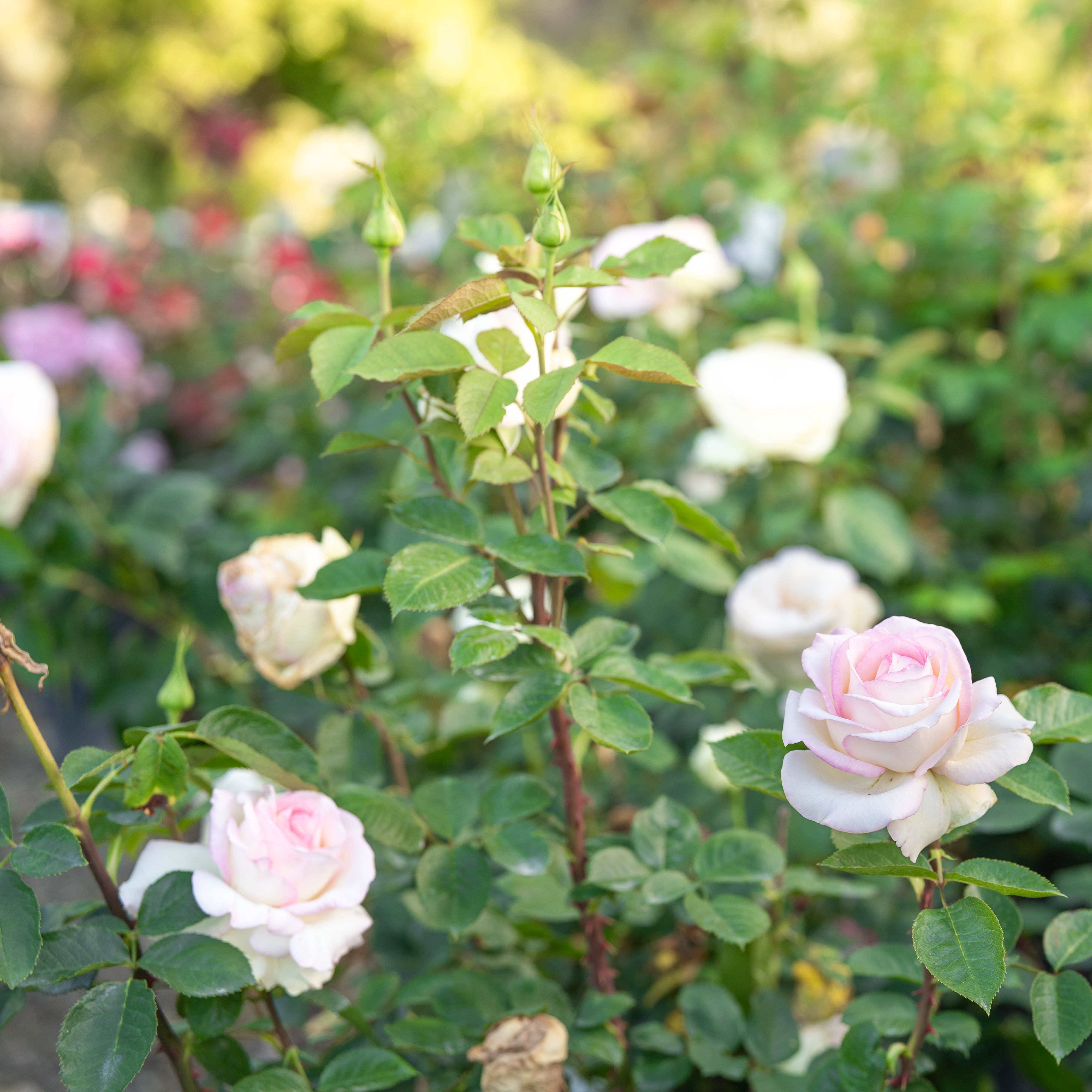 Moonstone® Potted Rose Bush