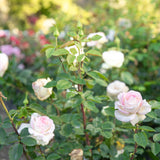Moonstone® Potted Rose Bush