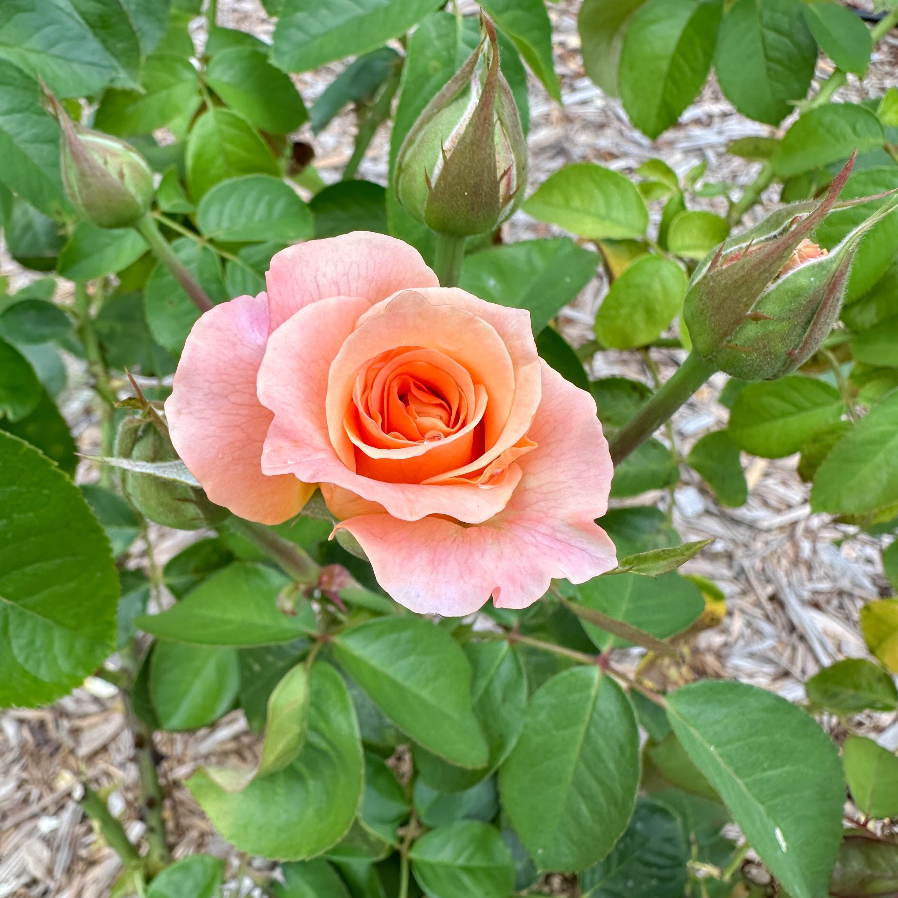 Morning Glow™ Potted Rose Bush