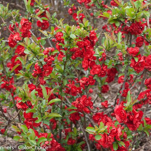 Chaenomeles speciosa 'Scarlet Storm' USPP 20,951 - PW® Double Take™ Scarlet Flowering Quince