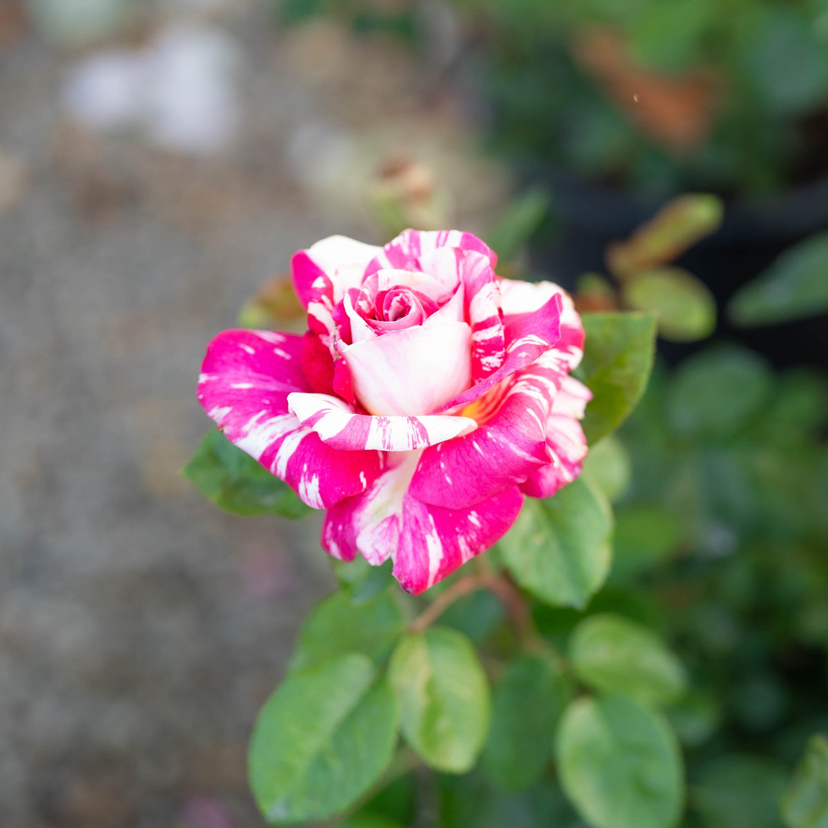 Pink and white flowers with green leaves on a blurred background