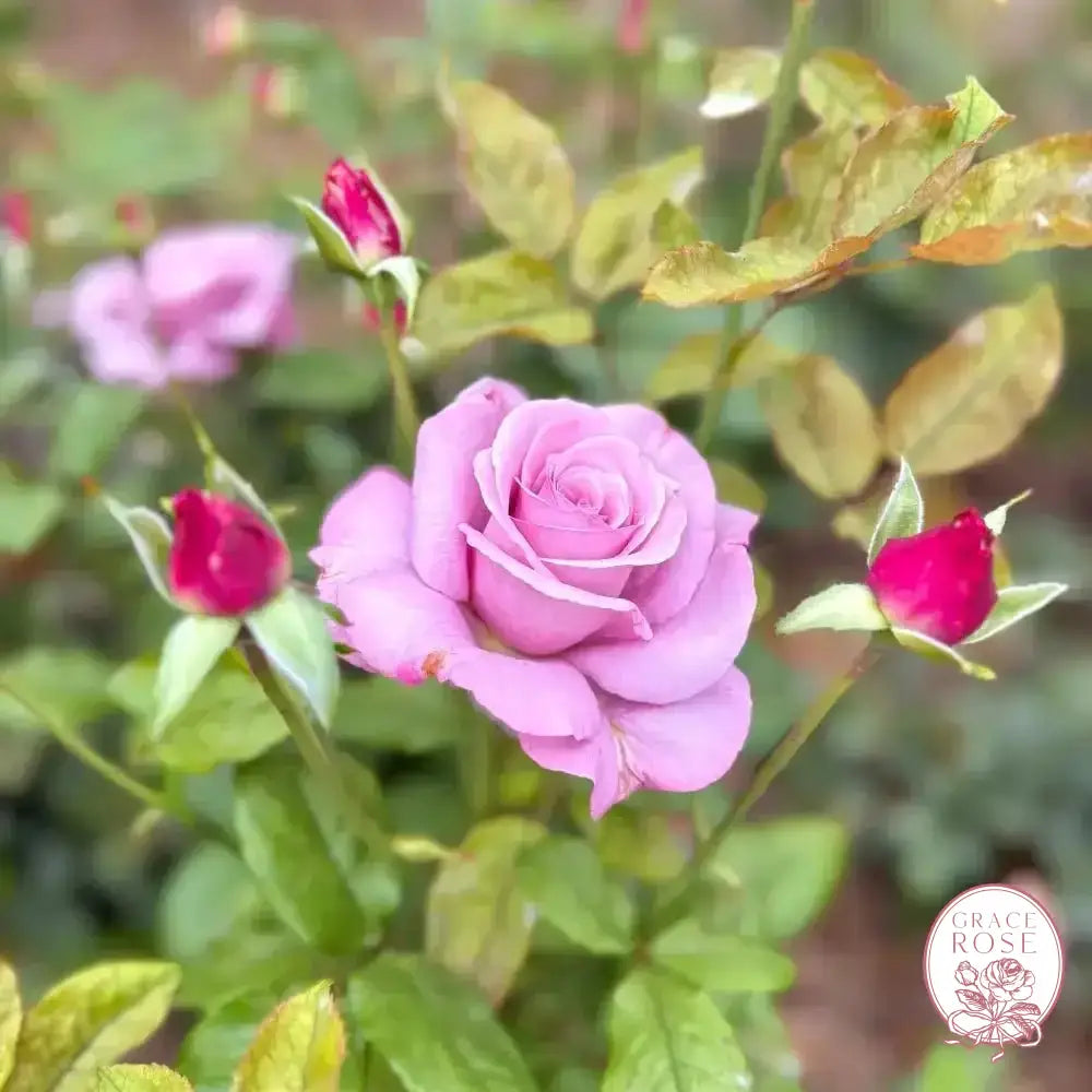 Neptune® Potted Rose Bush