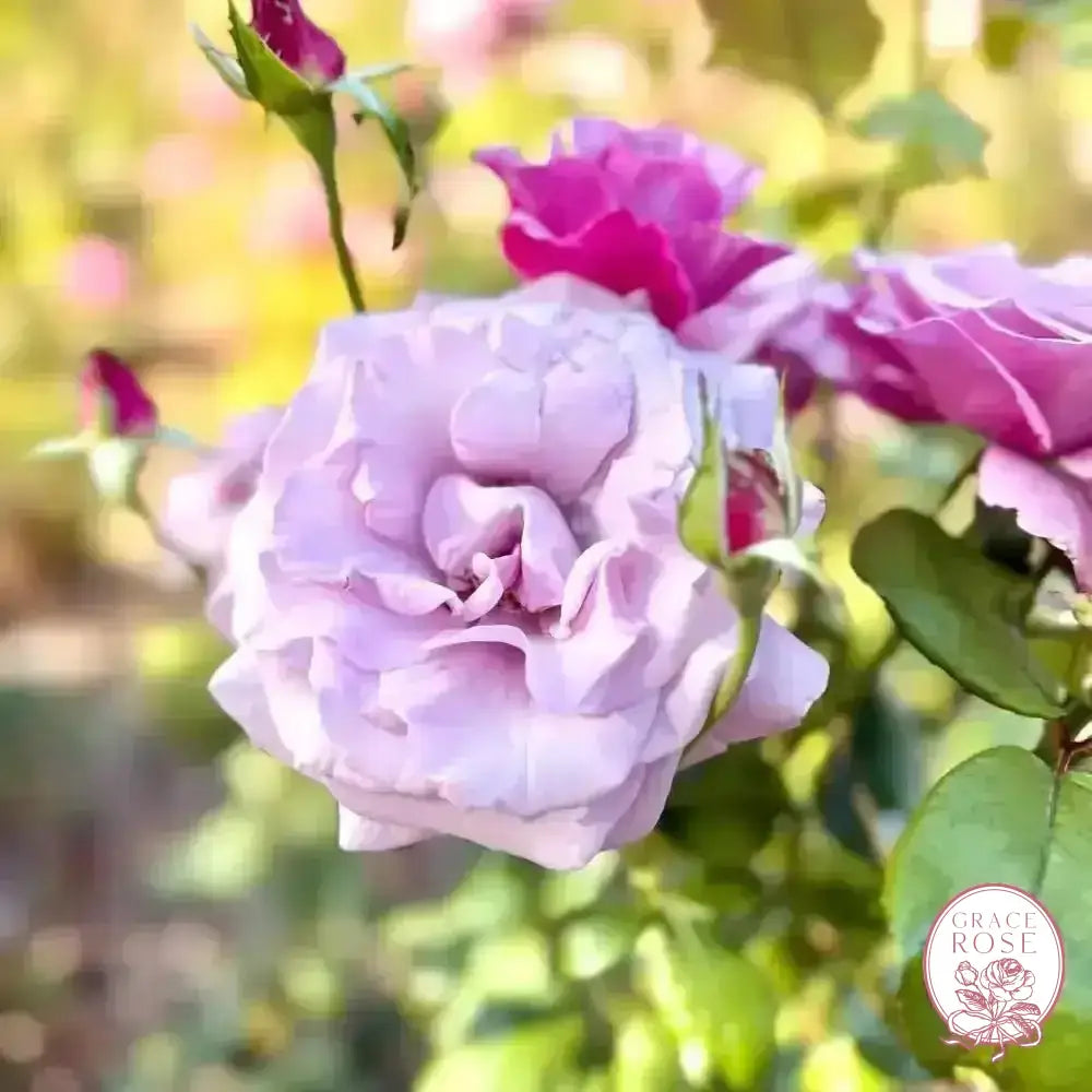 Neptune® Potted Rose Bush