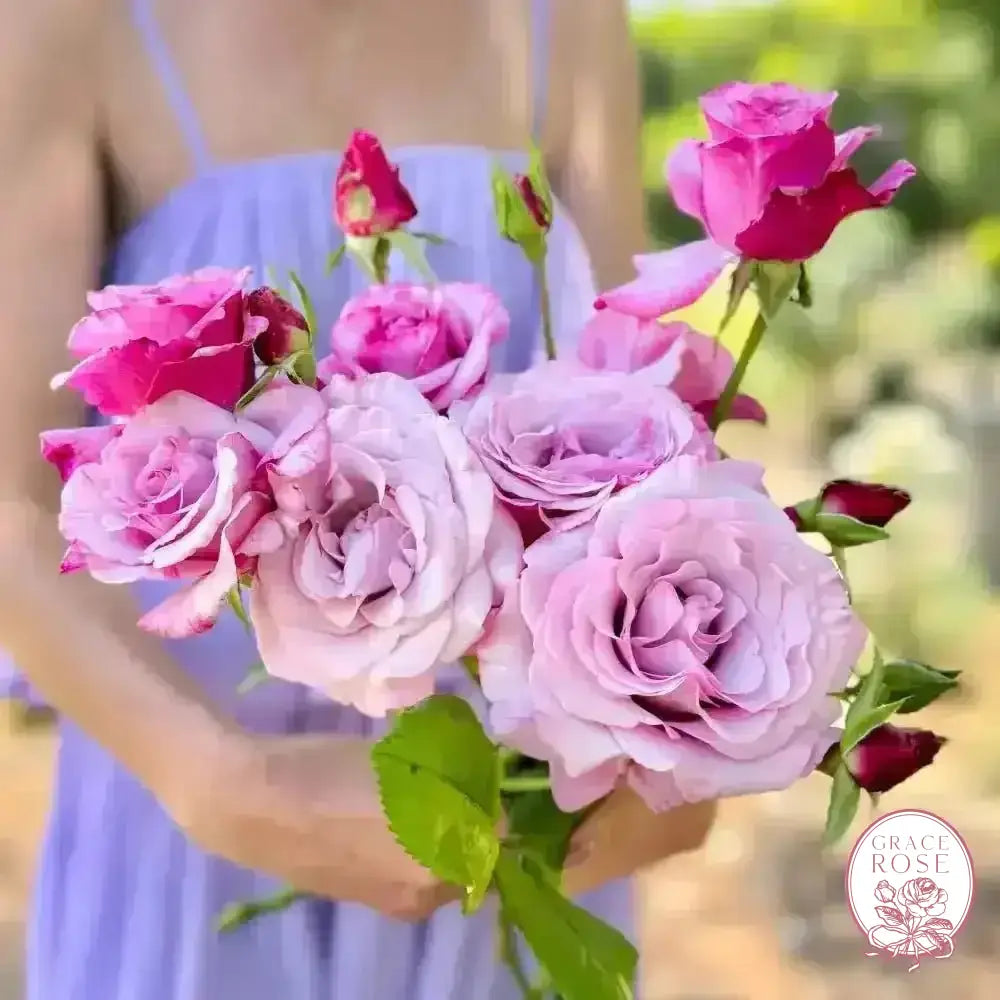 Neptune® Potted Rose Bush