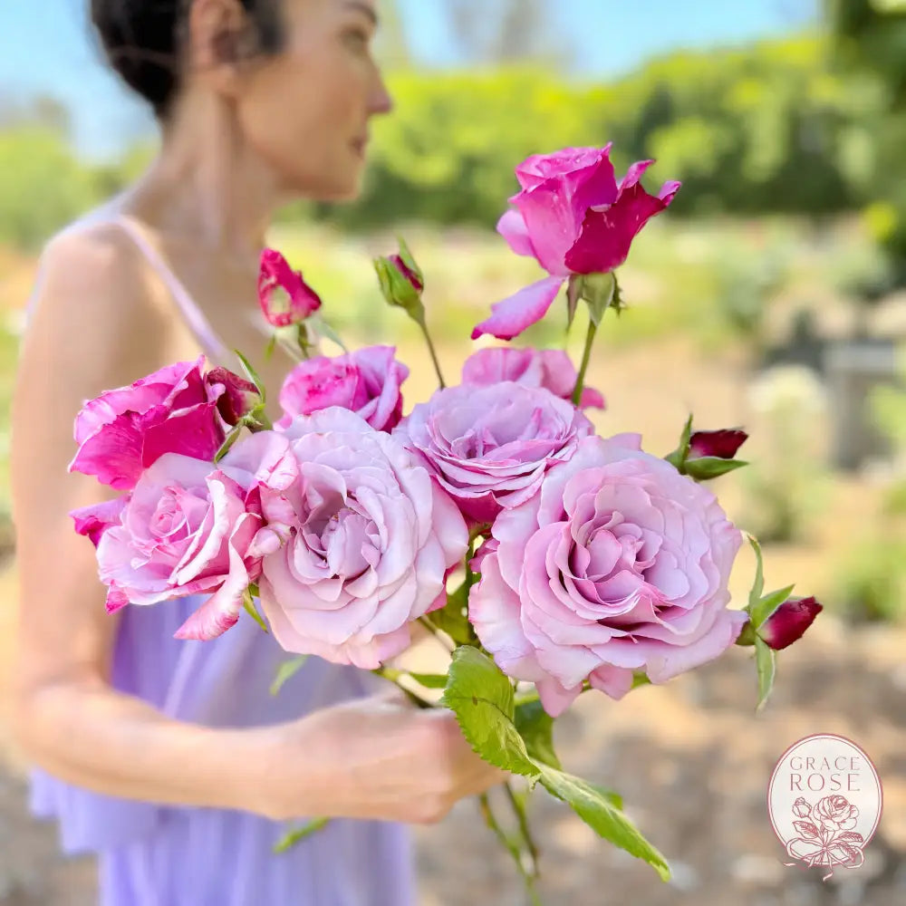 Neptune® Potted Rose Bush