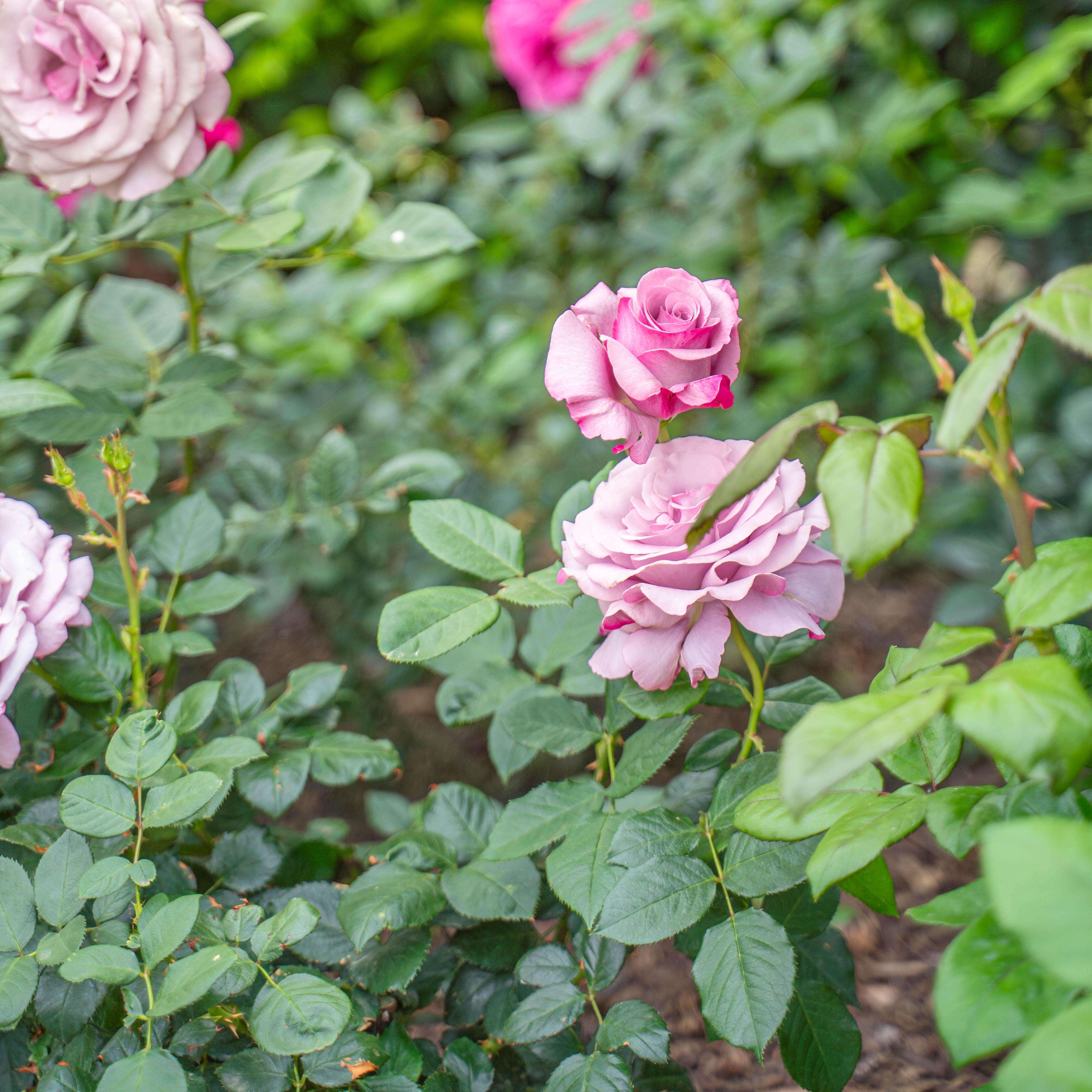 Neptune™ Bare Root Rose Bush