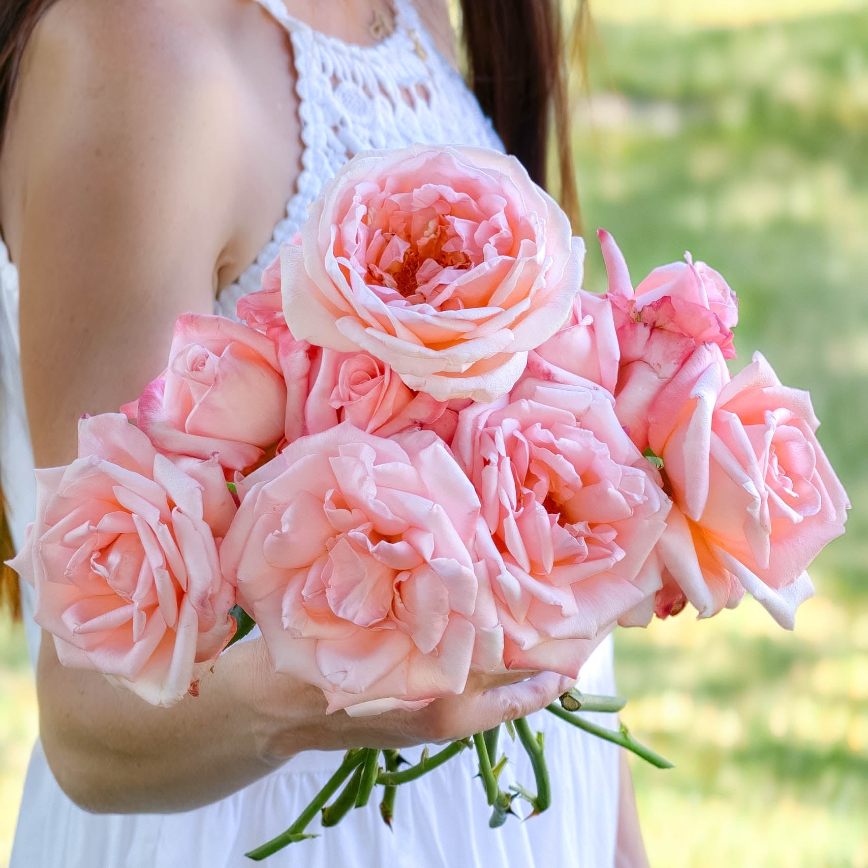 New Zealand Potted Rose Bush | Blush Pink Hybrid Tea Rose | Grace