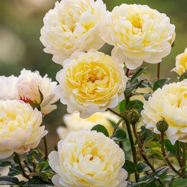 David Austin® Nye Bevan® Potted Rose Bush