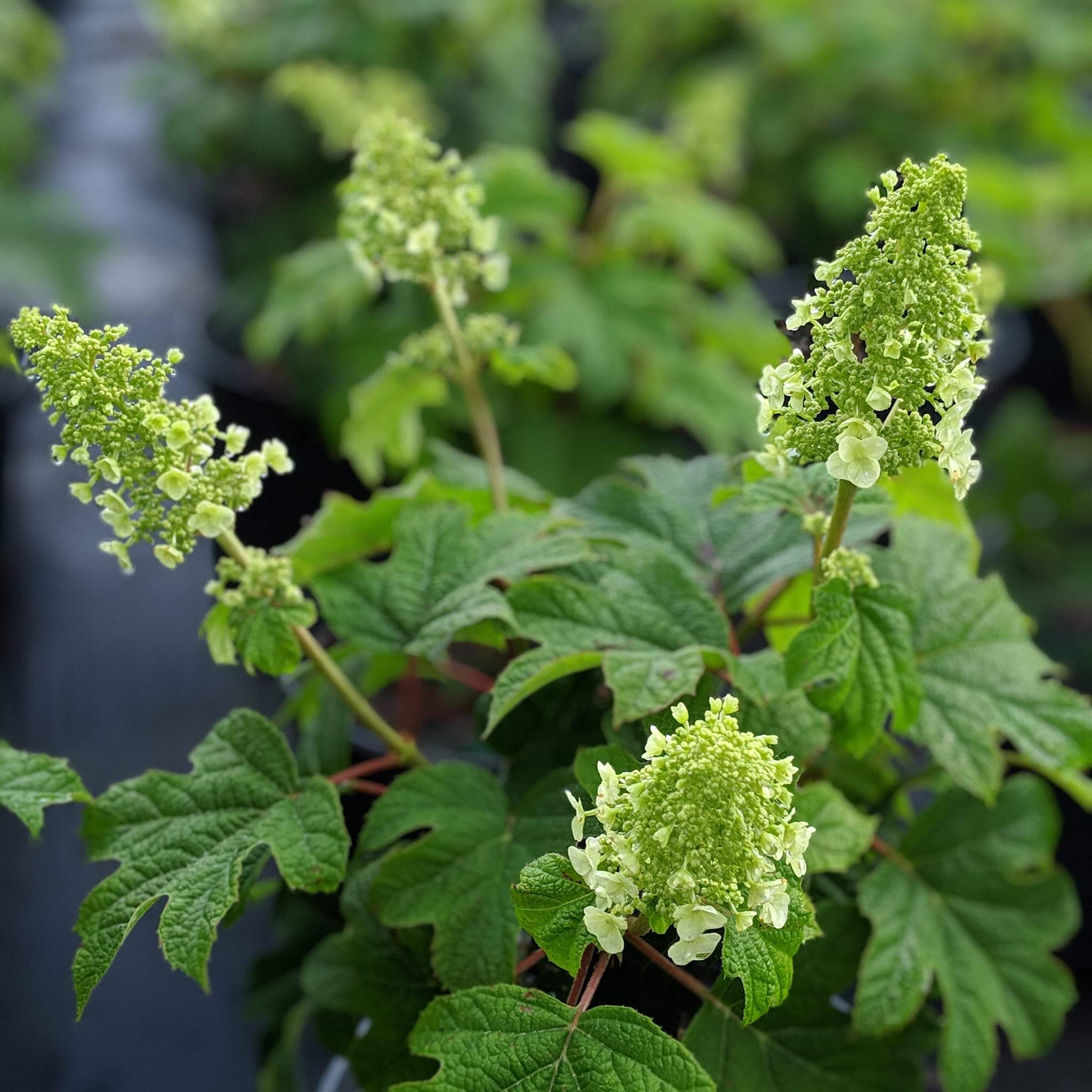 Hydrangea Ruby Slippers Potted Oakleaf Hydrangea Bush