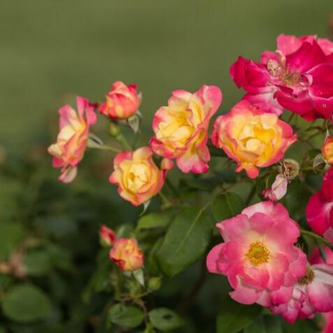 Rosa 'CA 29' - Campfire Rose