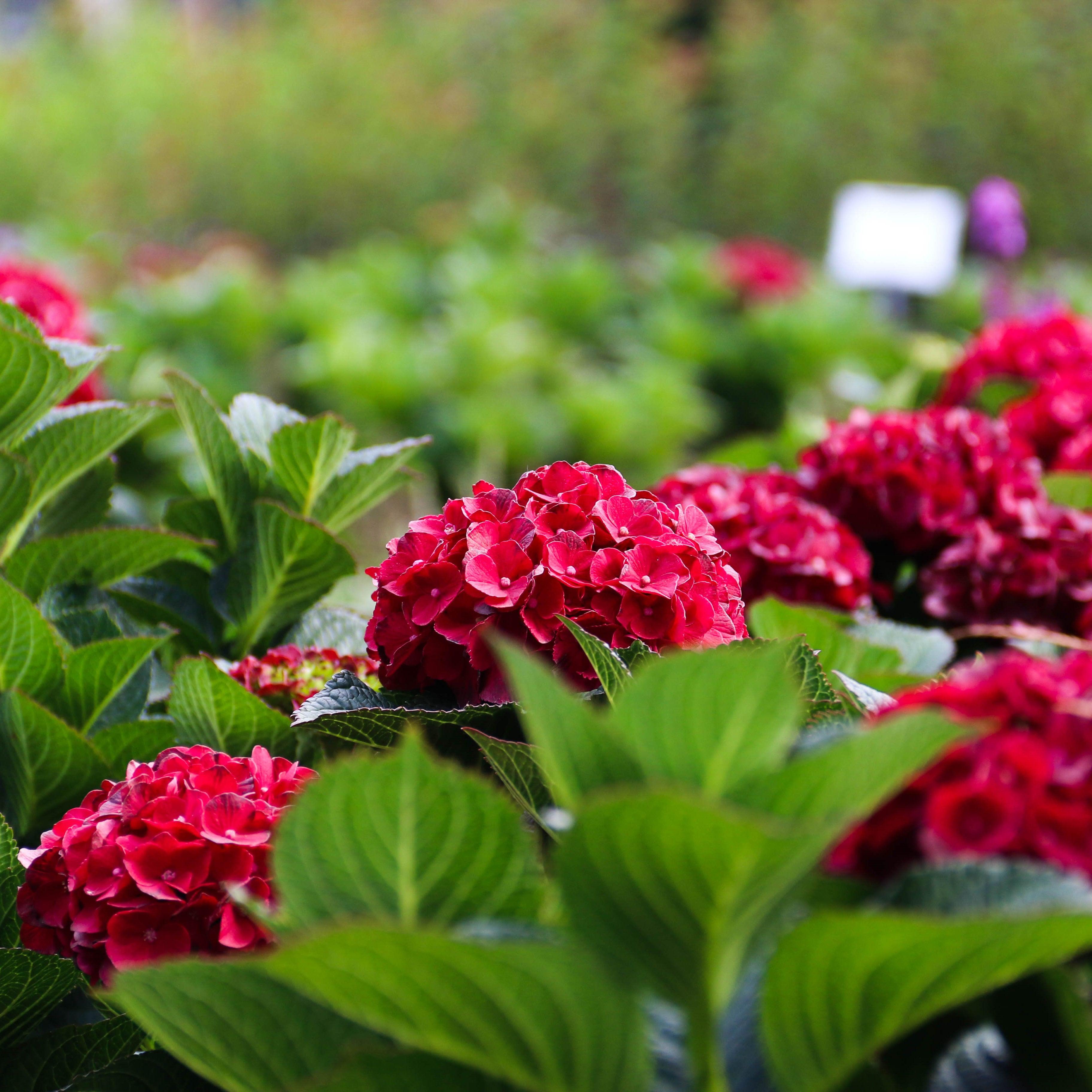 Hydrangea Bloomin' Easy® Cherry-Go-Round™ Potted Hydrangea Plant