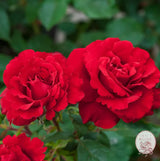 Oh My!® Potted Tree Rose Estate Rose™ 36’’ Potted Tree Rose BUSHES