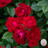 Oh My!® Potted Tree Rose Estate Rose™ 36’’ Potted Tree Rose BUSHES