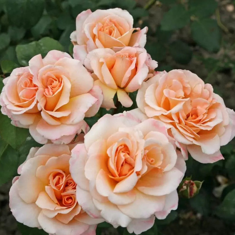 Eleganza® Oh Happy Day™ Bare Root Rose Bush