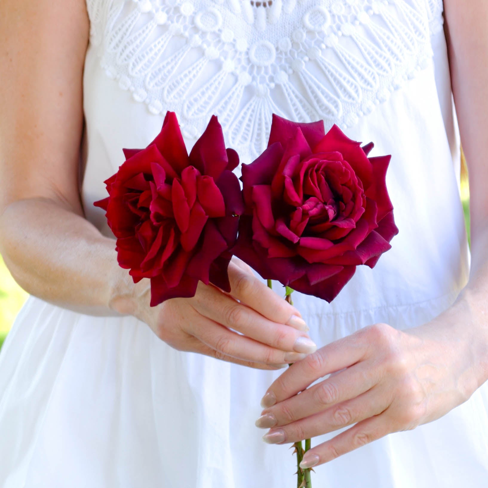 Oklahoma Bare Root Rose Bush - Grace Rose Farm
