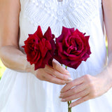 Oklahoma Bare Root Rose Bush