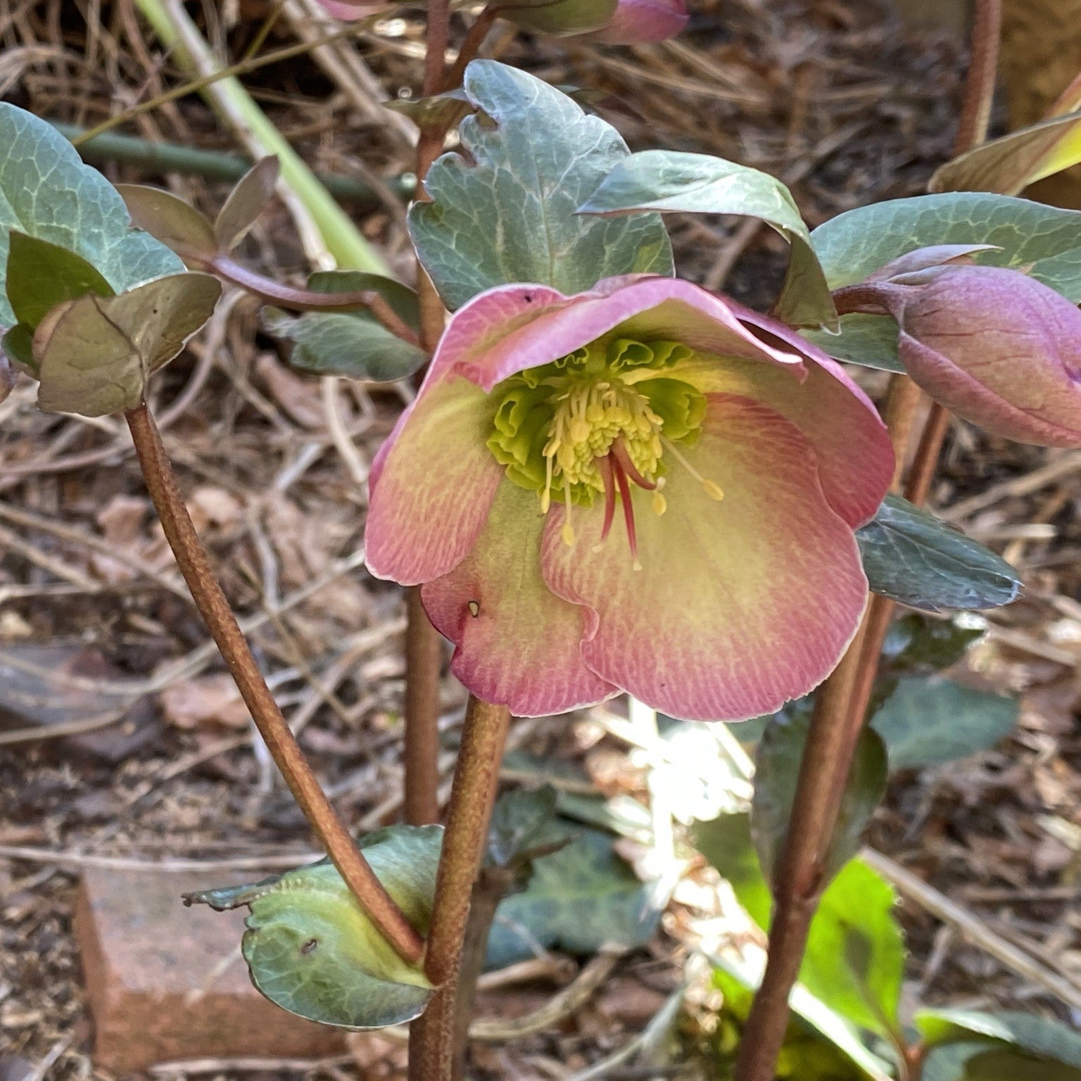 Helleborus Frostkiss® Glenda's Gloss® Potted Lenten Rose Plant