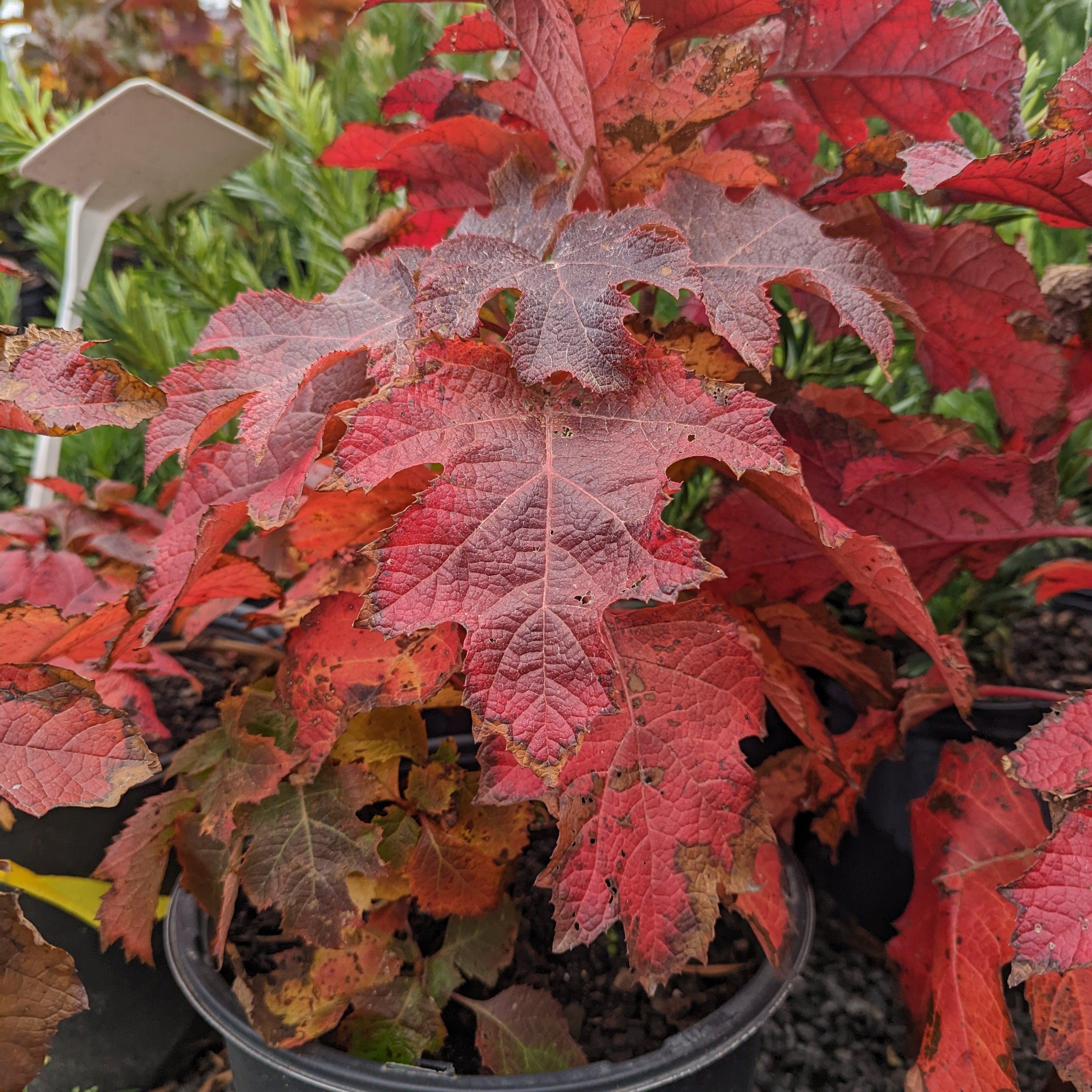 Hydrangea Ruby Slippers Potted Oakleaf Hydrangea Bush