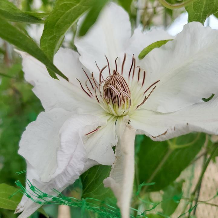 Clematis Hyde Hall™ Potted Clematis Plant