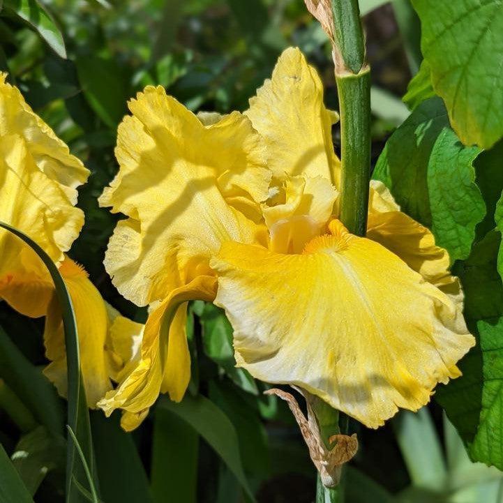 Iris Pleasant Peasant Potted Bearded Iris Plant