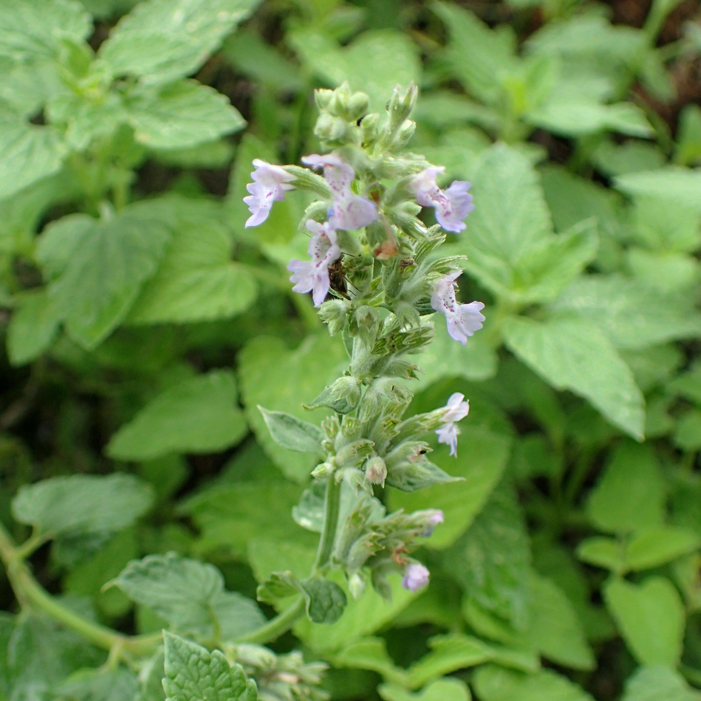 Catmint Blue Wonder Potted Catmint Plant