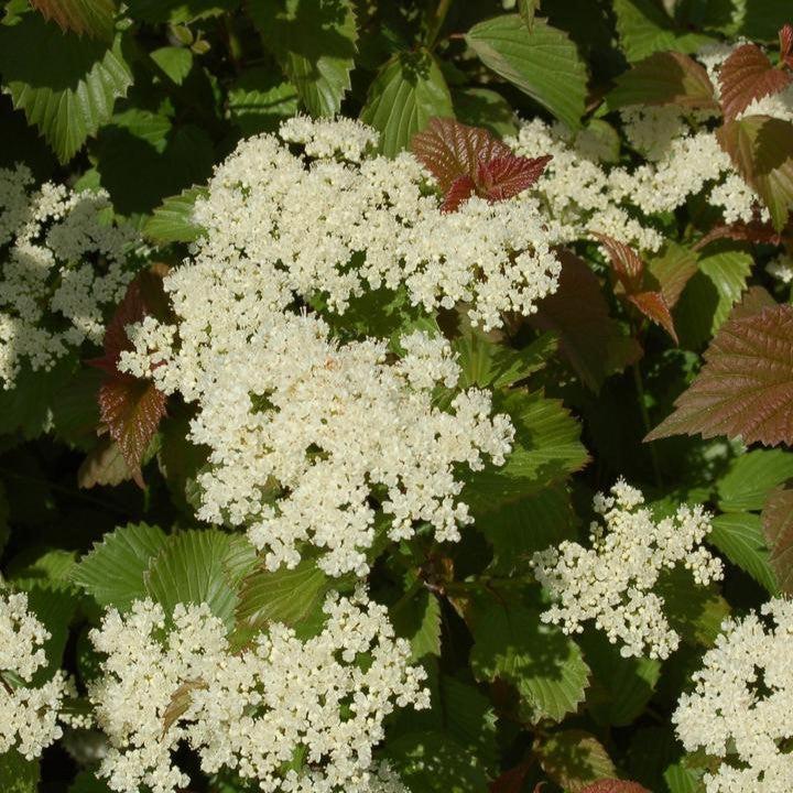arrowwood plant Viburnum, Red Feather Arrowwood