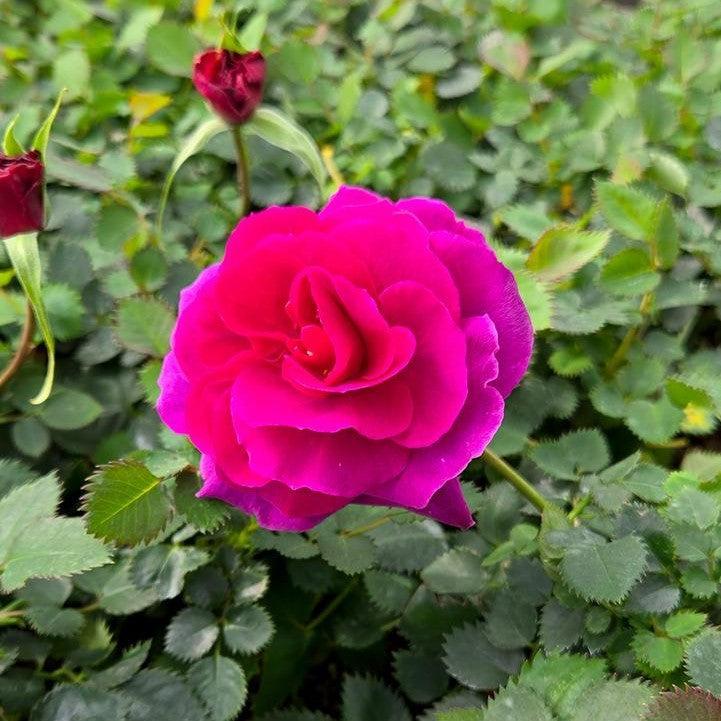 Fragrant Showpiece™ Purple Potted Rose Bush